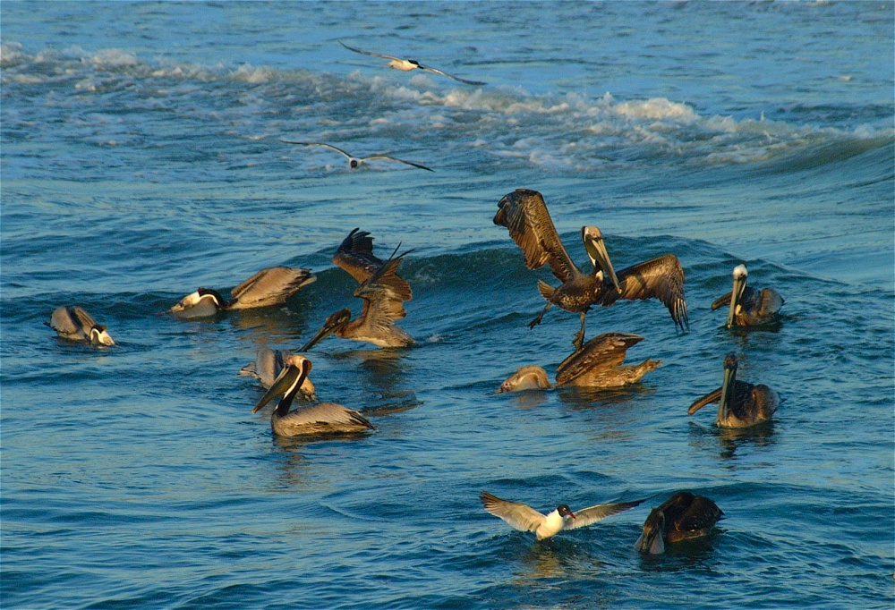 (35) Dscf0960 (pelicans).jpg   (1000x682)   340 Kb                                    Click to display next picture